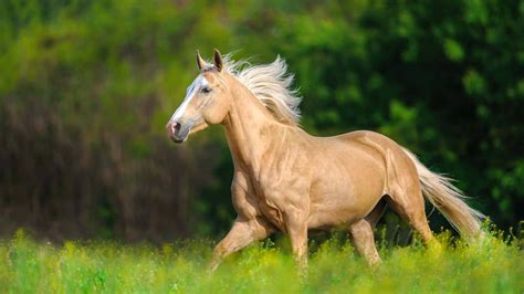 Palomino 